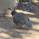 sirdukeofearl2 avatar