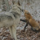 sirensparadise avatar