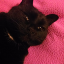 siri5enofthemoon avatar