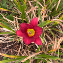 siriusdoesthings avatar