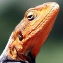 sirlisko avatar