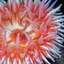 sirscollaredprettygirl avatar