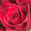 sisternarcissa avatar