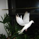 sisterofthevalley avatar