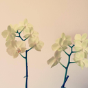 sittingonanmm avatar