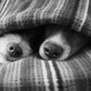 siwpesoneirou avatar