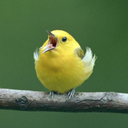 sixfolddimension avatar