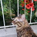 siyahgreyfurt avatar