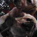 siyahvebeyazhayallerimiz avatar