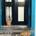 sizinbenitanimanizagerekyok-blog avatar