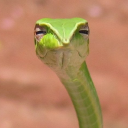 sizzlemaster210 avatar