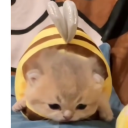 sizzlingbearrebelstudent avatar