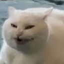 sizzlingpirategarden avatar