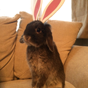 sjincredibauble avatar