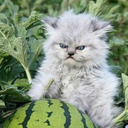 skadeskrieghund avatar