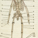 skeletal-science avatar