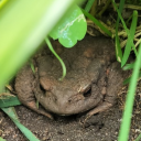 skeletalcavity avatar