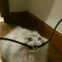 skeletonappreciator avatar