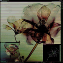 skeletonk avatar
