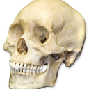 skeletonkinbones avatar