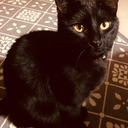 skeletonknits avatar