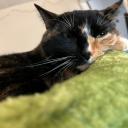 skeletononthewall avatar