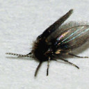 skeletonpussie avatar