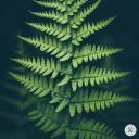 skepticalhedgehogprototype avatar