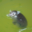 skepticthinker avatar