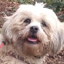 sketchtyphoon avatar