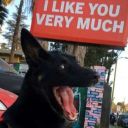 sketchywerewolf avatar