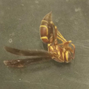 skewedimagination avatar