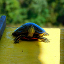 skilled-slacker avatar