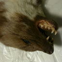 skinnedmarten avatar