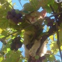 skinniwannab3 avatar