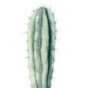 skinny--cactus avatar