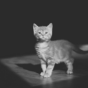 skinny-kittens-blog avatar