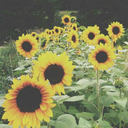 skinnygirl2013-blog avatar