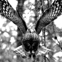 skinnyminnilove avatar