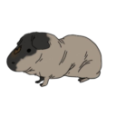 skinnypigposting avatar