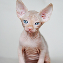 skinnysheeplove avatar