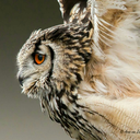 skinnyslimslender avatar