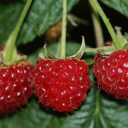 skinnysoylatte-blog avatar