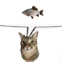 skinnytummysstuff avatar