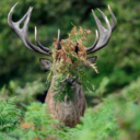 skinsand-stuff avatar