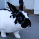 skipperdoodle avatar