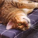 skitterystash avatar