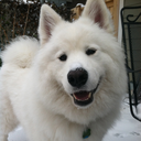 skookumthesamoyed avatar