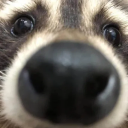 skrunk-bandit avatar