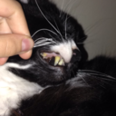 skulderandmully avatar